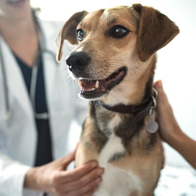 Собака з ветеринаром