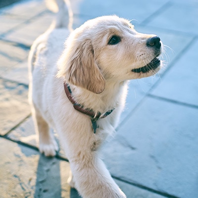 собака на вулиці