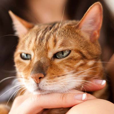 Кішка з господарем