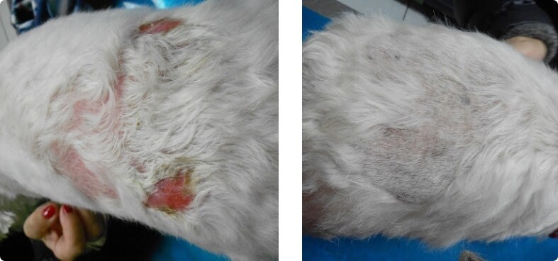 Стан шкіри собаки до і після Derm Complete
